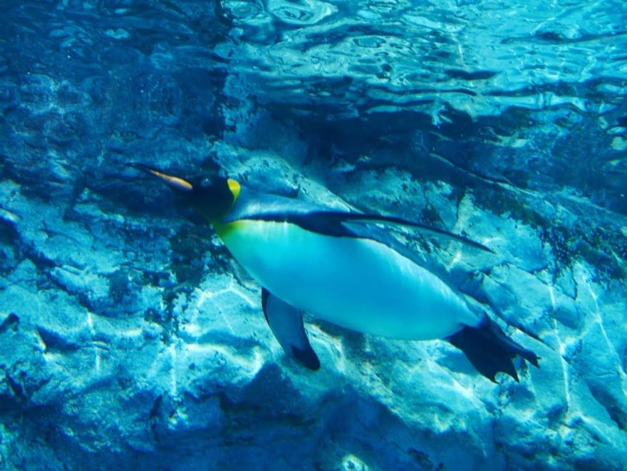 水中トンネルのペンギン