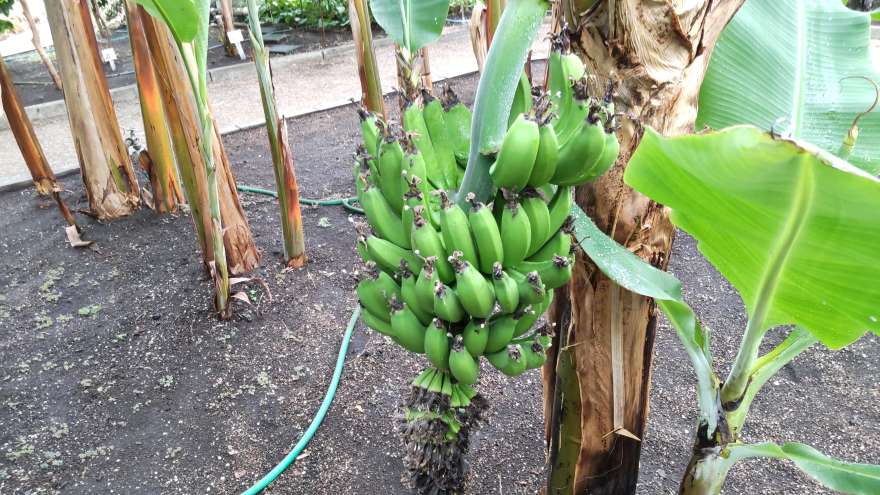 熱帯植物園の三尺バナナ