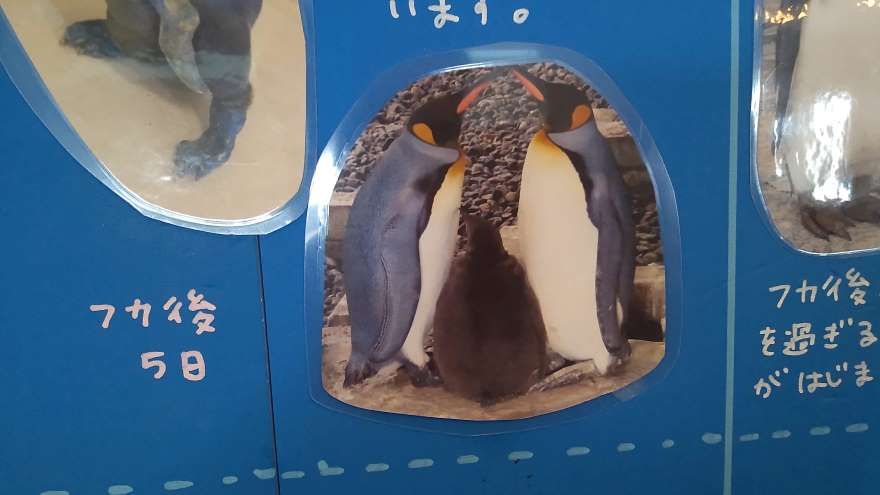 キングペンギンの子ども