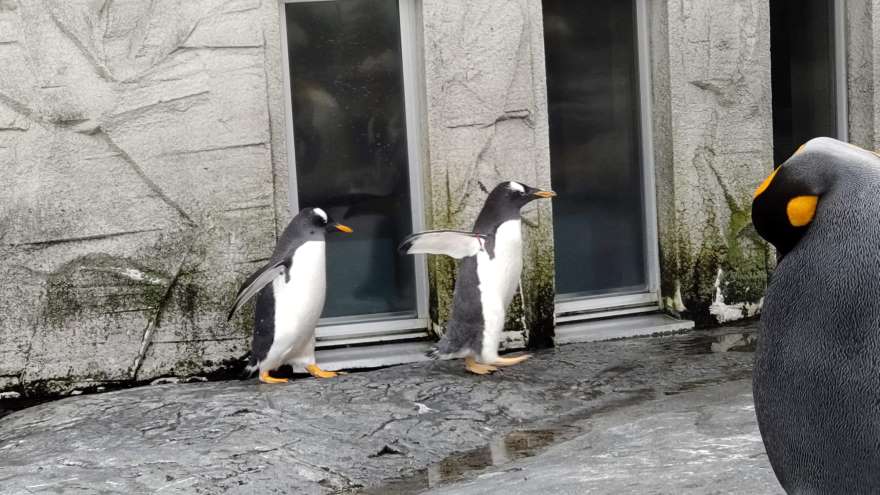旭山動物園のジェンツーペンギン