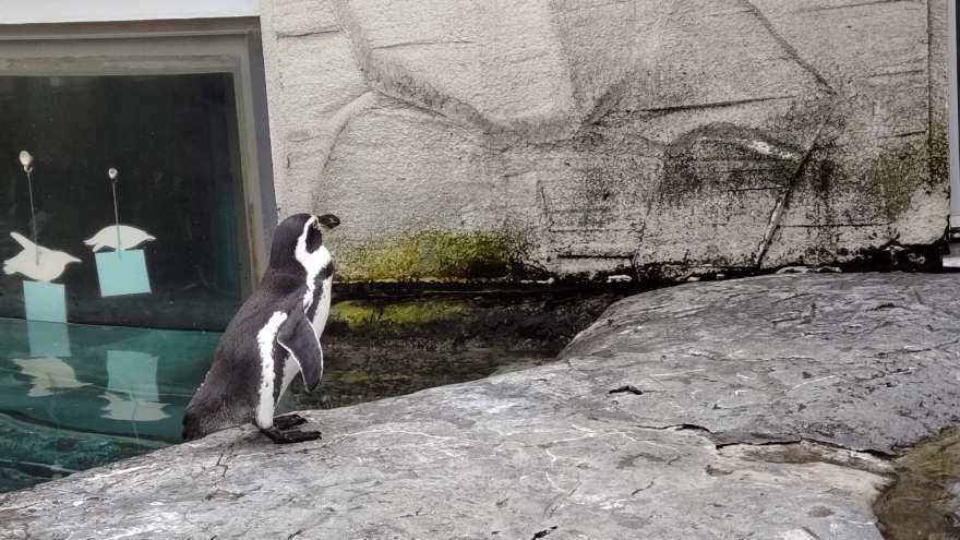 旭山動物園のフンボルトペンギン