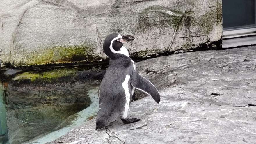 旭山動物園のフンボルトペンギン