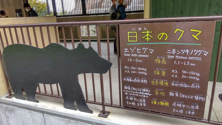 旭山動物園のヒグマ