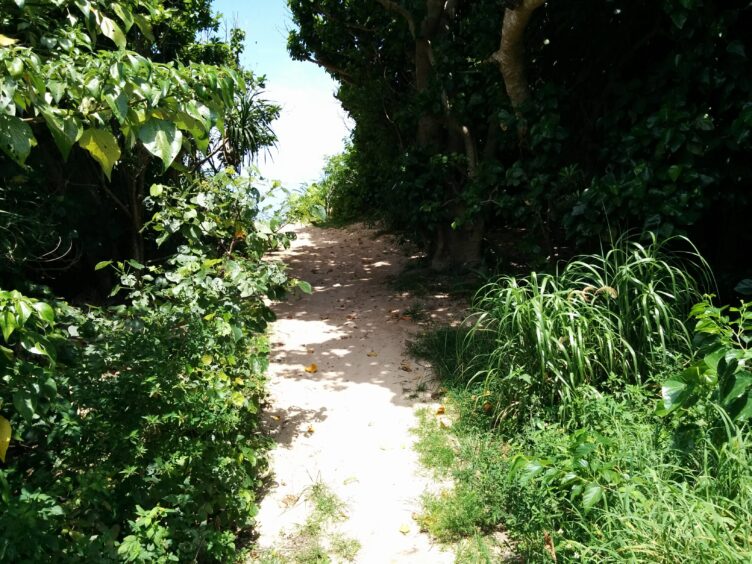 石垣島の海に続く道