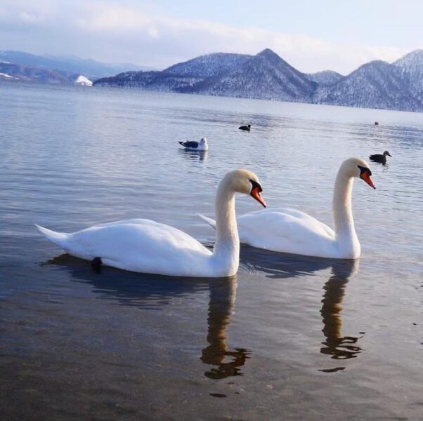 洞爺湖の白鳥