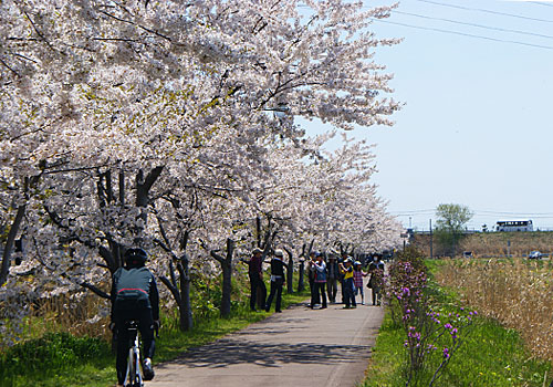 北海道伊達温泉の桜並木