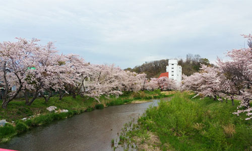 北海道伊達温泉の桜並木