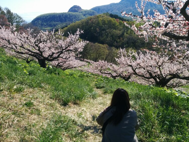 桜と有珠山
