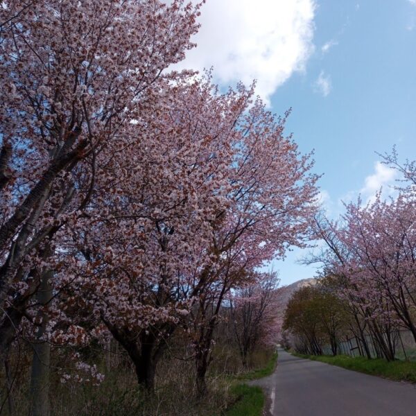 洞爺湖周辺の桜