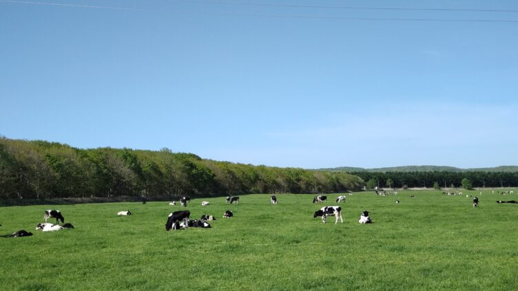 草原の牛たち
